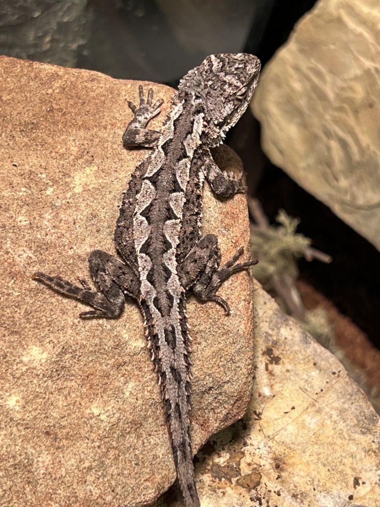“Lump” Mountain Heath Dragon (Rankinia diemensis)