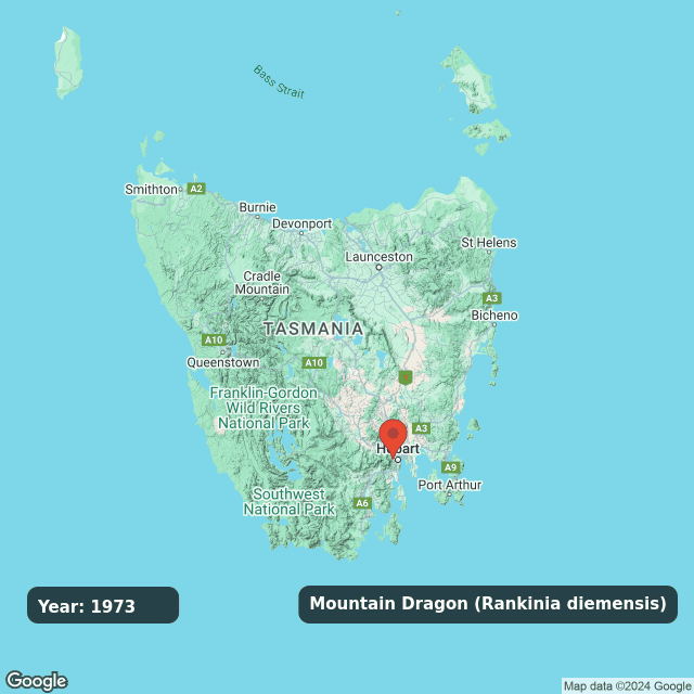 An animated GIF showing observations of Mountain Dragon (Rankinia diemensis) on a map of Tasmania annually from 1973 to 2024.