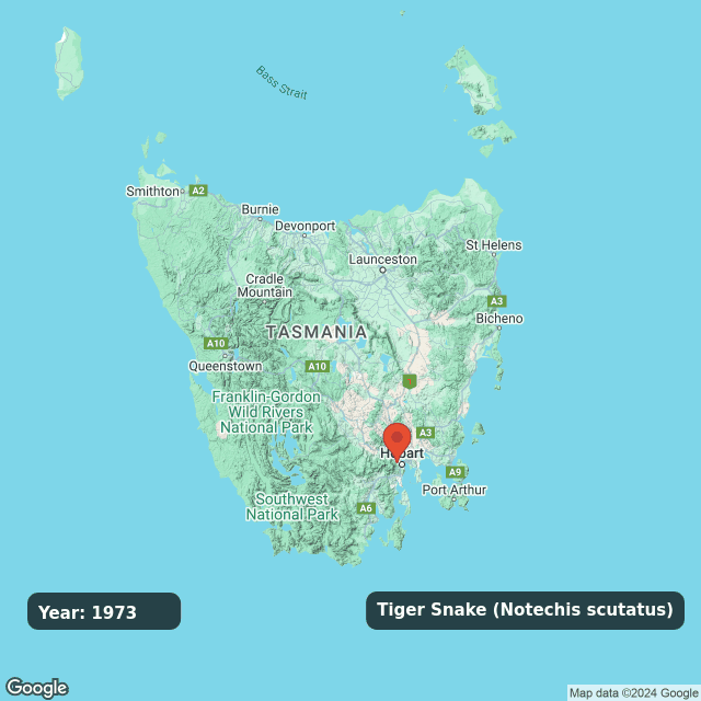 An animated GIF showing observations of Tiger Snake (Notechis scutatus) on a map of Tasmania annually from 1973 to 2024.