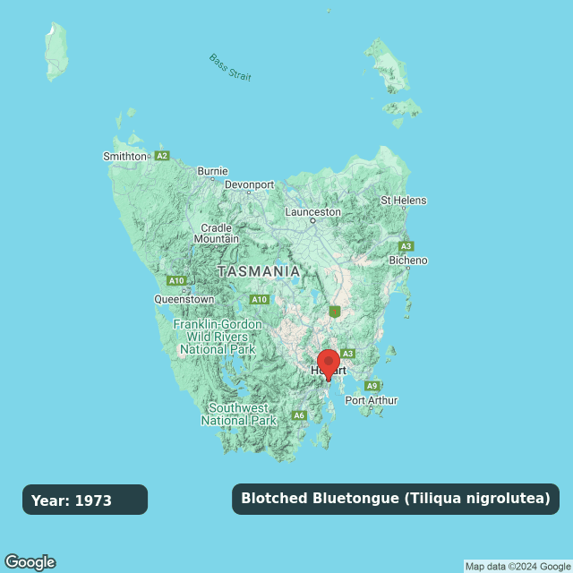 An animated GIF showing observations of Blotched Bluetongues (Tiliqua nigrolutea) on a map of Tasmania annually from 1973 to 2024.