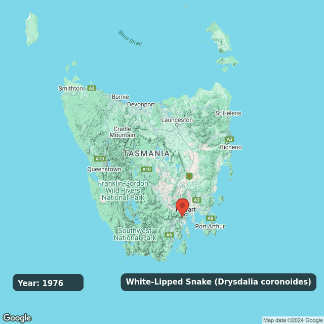 An animated GIF showing observations of White-Lipped Snake (Drysdalia coronoides) on a map of Tasmania annually from 1976 to 2024.