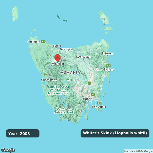 An animated GIF showing observations of White's Skink (Liopholis whitii) on a map of Tasmania annually from 2003 to 2024.